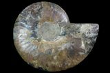 Agatized Ammonite Fossil (Half) - Madagascar #78603-1